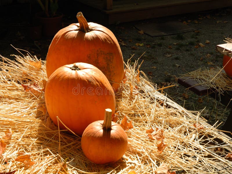 Pumpkins on straw on a sunny day