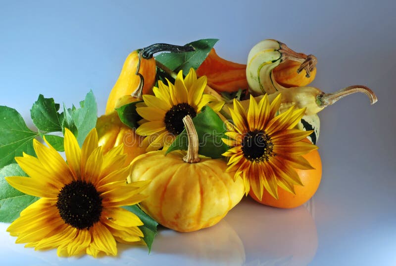 Pumpkins with sunflowers stock photo. Image of reflex 3181986