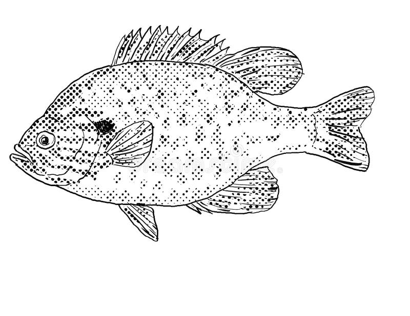 Bluegill Fish Stock Illustrations – 189 Bluegill Fish Stock Illustrations,  Vectors & Clipart - Dreamstime