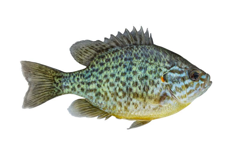 Pumpkinseed Fish. Fresh Alive Freshwater Sunfish Isolated on White