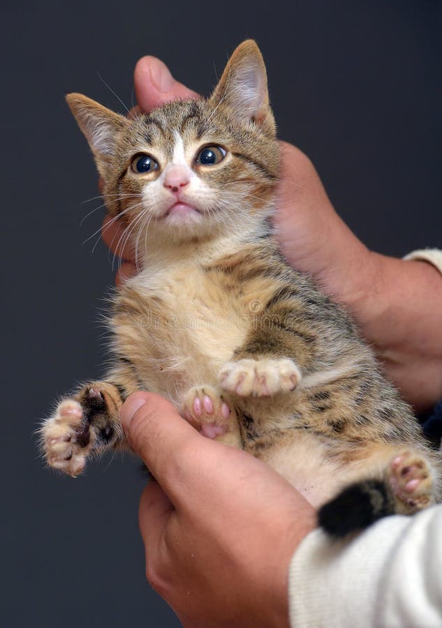 Punished Tabby Kitten is Held by the Scruff of the Neck Stock Image