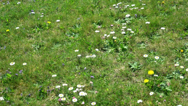 Punkte Frühlingswiesen filmten verschiedene Blumen