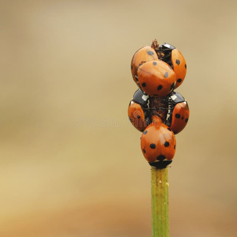 Punktu ladybird Coccinella septempunctata obraz stock Punktu ladybird Coccinella septempunctata obraz stock