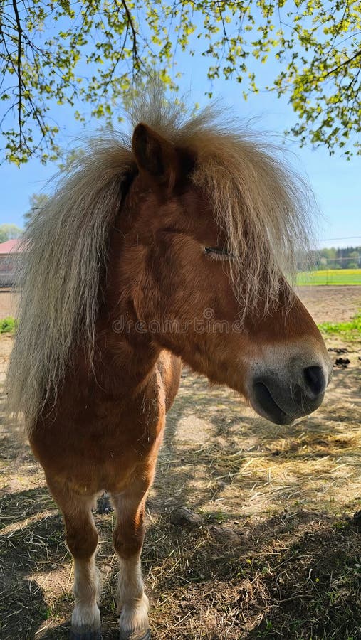 Pony horse with punky new wave hair cut. Pony horse with punky new wave hair cut