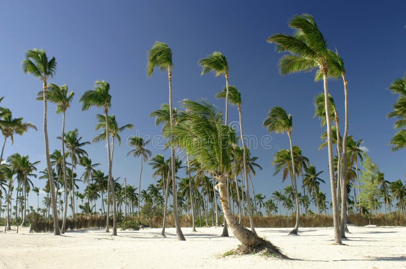punta cana στοκ εικόνα με δικαίωμα ελεύθερης χρήσης punta cana στοκ εικόνα με δικαίωμα ελεύθερης χρήσης