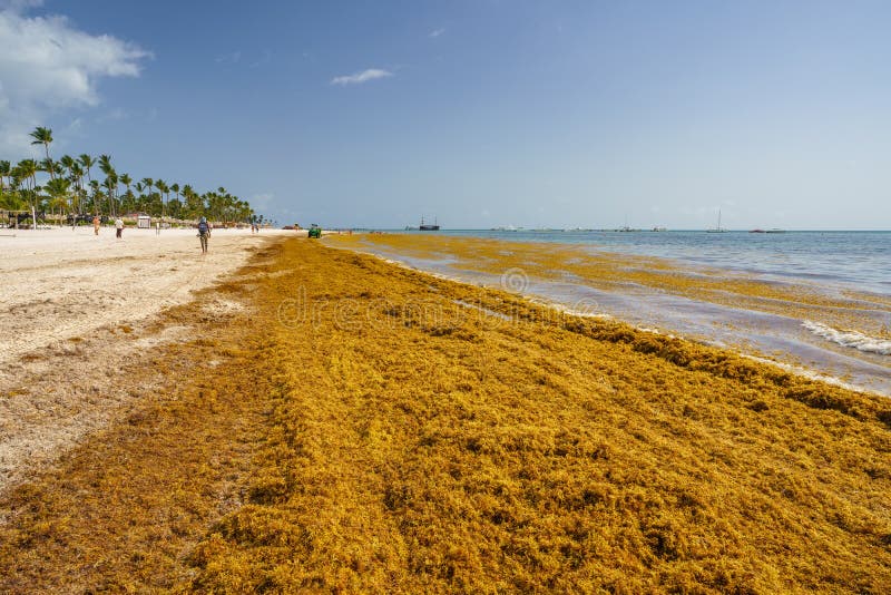 Punta Cana, Dominican Republic June 24, 2018 Sargassum Seaweeds on