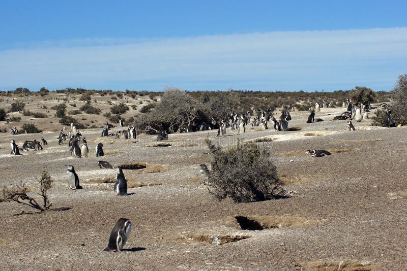 Punta Tombo, Argentina