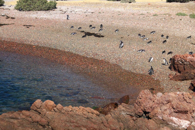 Punta Tombo, Patagonia, Argentina. Magellanic penguin