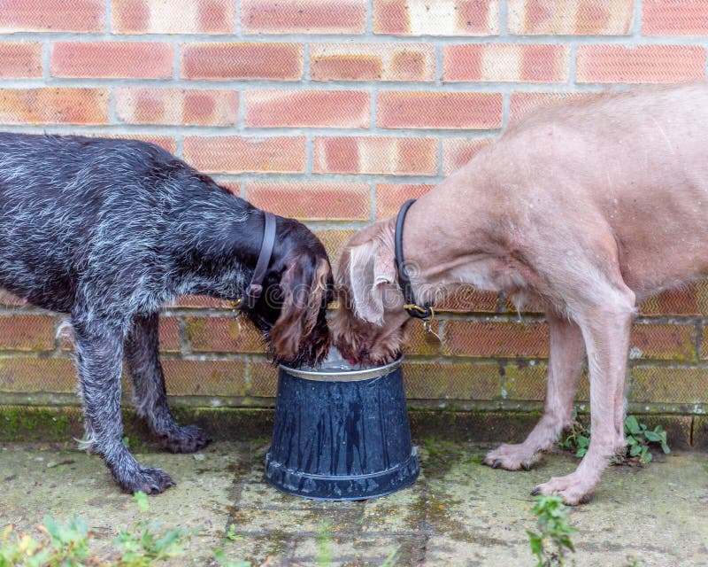 Disegni Di Ricamo Del Cane Da Pastore Tedesco, Modello Di Ricamo A - Foto 11