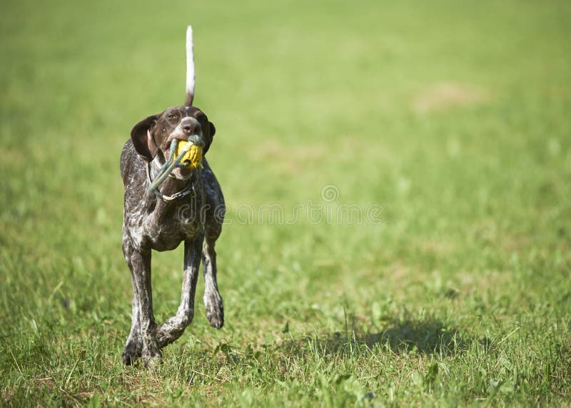 Puntatore dai capelli corti tedesco - cane del cacciatore fotografia stock Puntatore dai capelli corti tedesco - cane del cacciatore fotografia stock