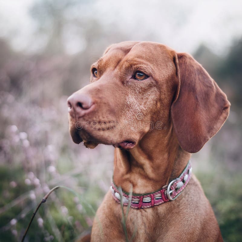 Puntatore di caccia ungherese vizsla dog in autunno sul campo royalty illustrazione gratis