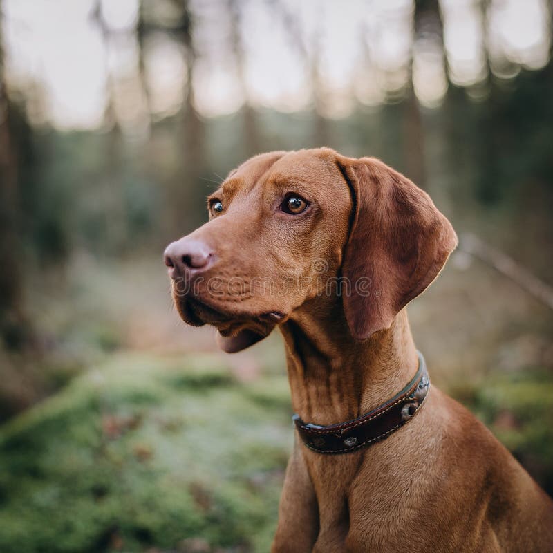 Puntatore di caccia ungherese vizsla dog in autunno sul campo royalty illustrazione gratis