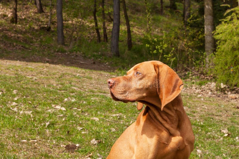 Puntatore ungherese Vizsla, fiutante sulla caccia Insegua un amico leale di un cacciatore Dettaglio della testa di cane fotografie stock Puntatore ungherese Vizsla, fiutante sulla caccia Insegua un amico leale di un cacciatore Dettaglio della testa di cane fotografie stock