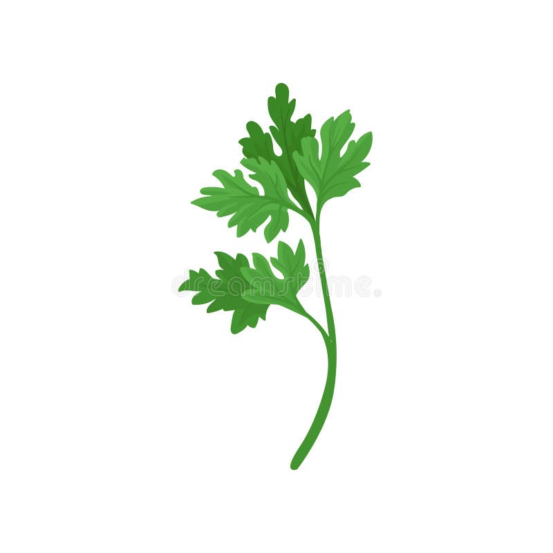 Puntilla del perejil con las hojas aromáticas verdes claras Ingrediente natural para los platos que condimentan Icono plano del v stock de ilustración Puntilla del perejil con las hojas aromáticas verdes claras Ingrediente natural para los platos que condimentan Icono plano del v stock de ilustración