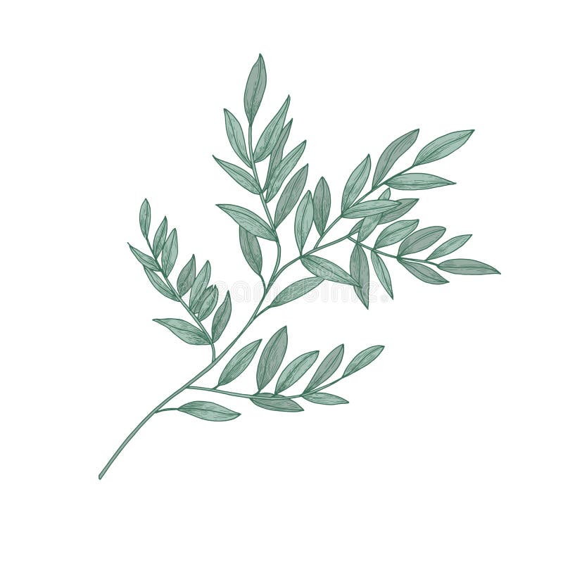 Puntilla del Ruscus con las hojas del verde aisladas en el fondo blanco Dibujo natural hermoso de la planta imperecedera magnífic ilustración del vector Puntilla del Ruscus con las hojas del verde aisladas en el fondo blanco Dibujo natural hermoso de la planta imperecedera magnífic ilustración del vector