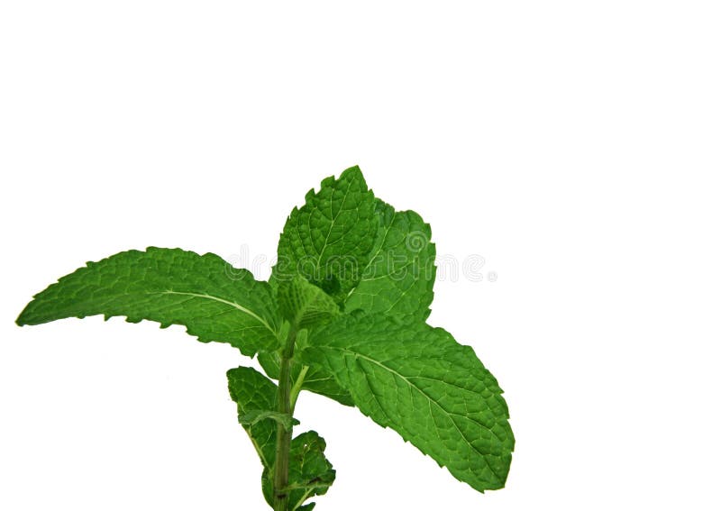 Puntilla fresca de las hojas de menta aisladas sobre blanco fotos de archivo Puntilla fresca de las hojas de menta aisladas sobre blanco fotos de archivo