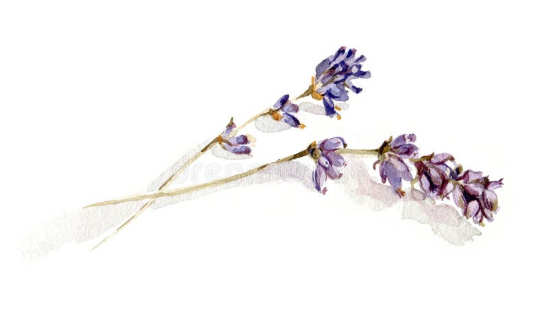 Puntillas de la lavanda stock de ilustración Puntillas de la lavanda stock de ilustración