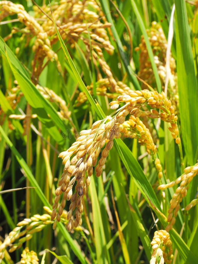 Punto del arroz imágenes de archivo libres de regalías Punto del arroz imágenes de archivo libres de regalías