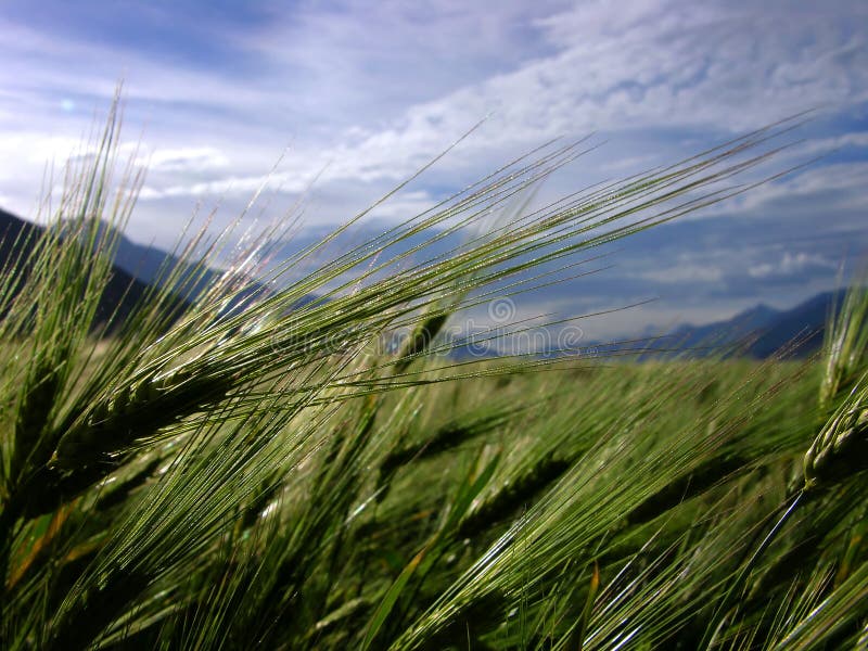 Punto dell'orzo sul campo immagine stock Punto dell'orzo sul campo immagine stock