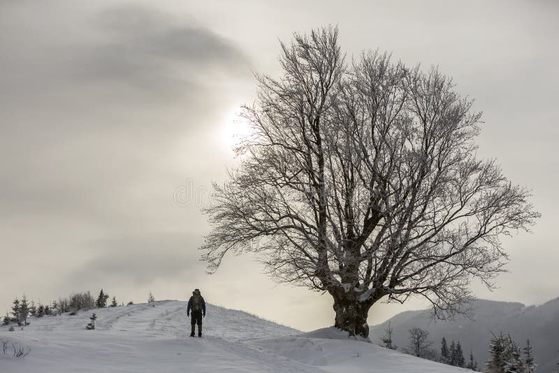 Punto di vista della viandante turistica con la condizione dello zaino nella neve profonda pulita bianca al grande albero su fond immagini stock Punto di vista della viandante turistica con la condizione dello zaino nella neve profonda pulita bianca al grande albero su fond immagini stock