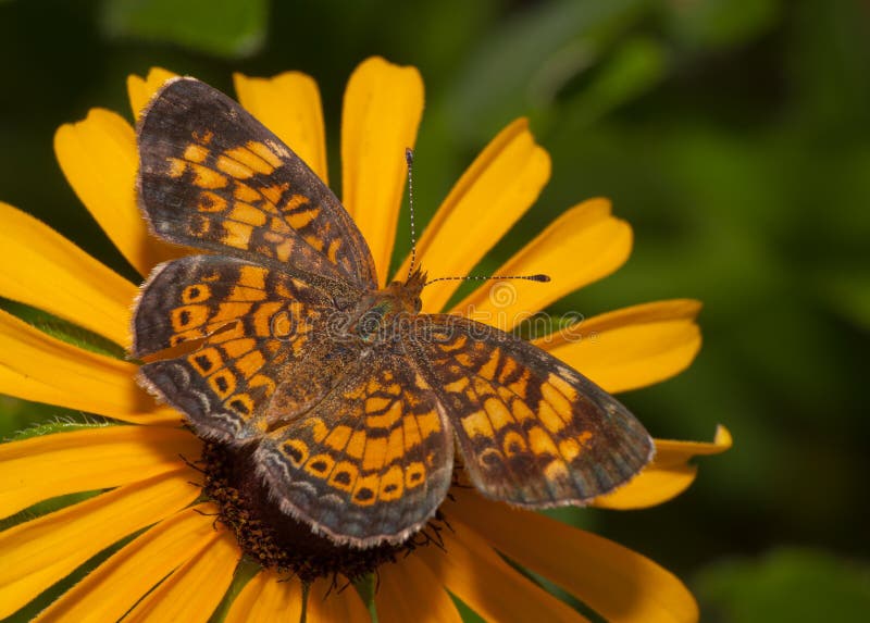 Pearl Crescent butterfly feeding on a Black-Eyed Susan. Pearl Crescent butterfly feeding on a Black-Eyed Susan