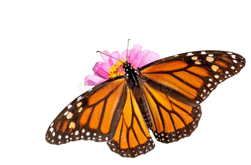 Punto di vista dorsale di una farfalla di monarca femminile