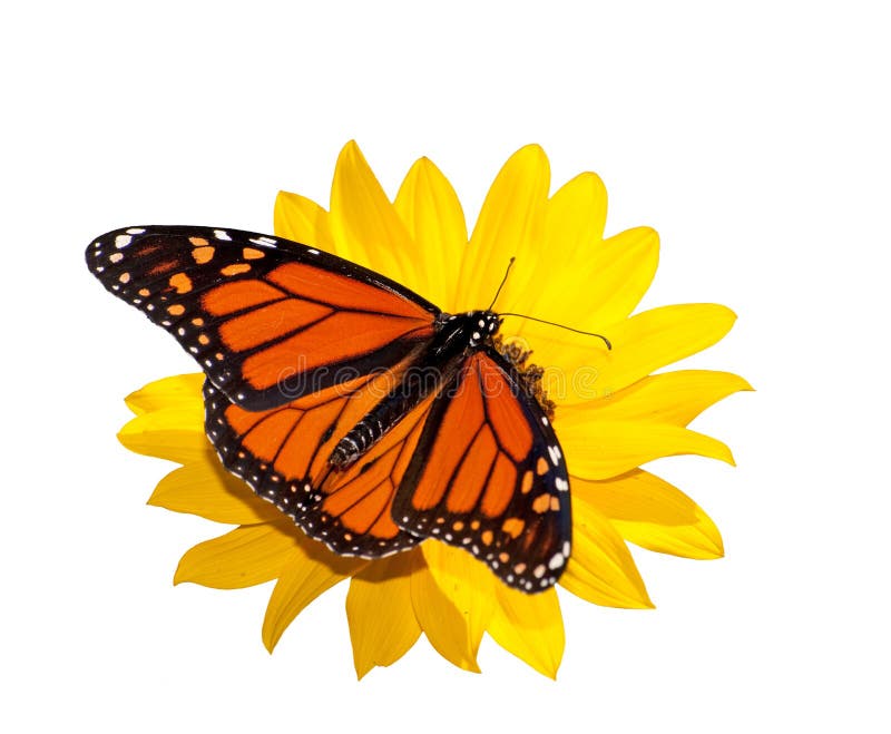 Punto di vista dorsale di una farfalla di monarca maschio, isolato