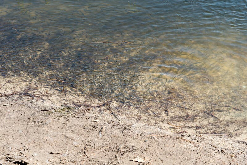 Punto di vista superiore del pesce nell'acqua verde chiaro Frittura della sopraelevazione ferroviaria dalla sponda del fiume Depo immagini stock Punto di vista superiore del pesce nell'acqua verde chiaro Frittura della sopraelevazione ferroviaria dalla sponda del fiume Depo immagini stock