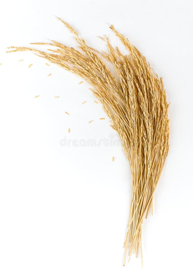 Puntos de oro del arroz foto de archivo Puntos de oro del arroz foto de archivo