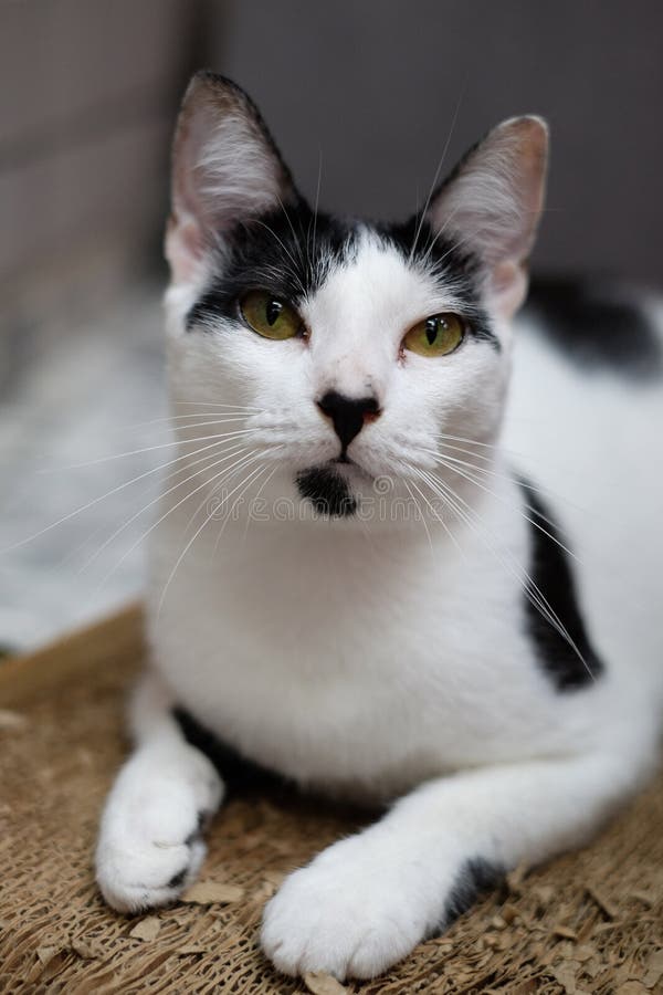 Puoi resistere contro questo gatto? fotografia stock