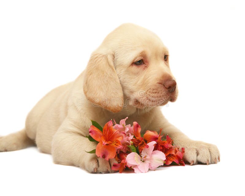 Pup with a flower.