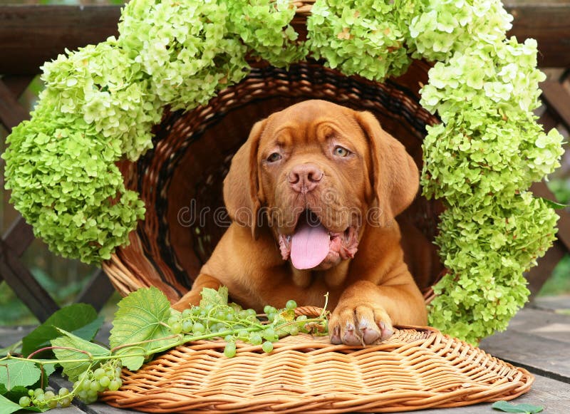 Pup with grapes and flowers.