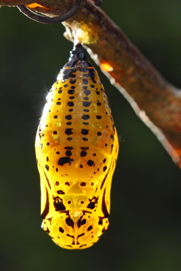 A yellow green pupa is hanging on branch.