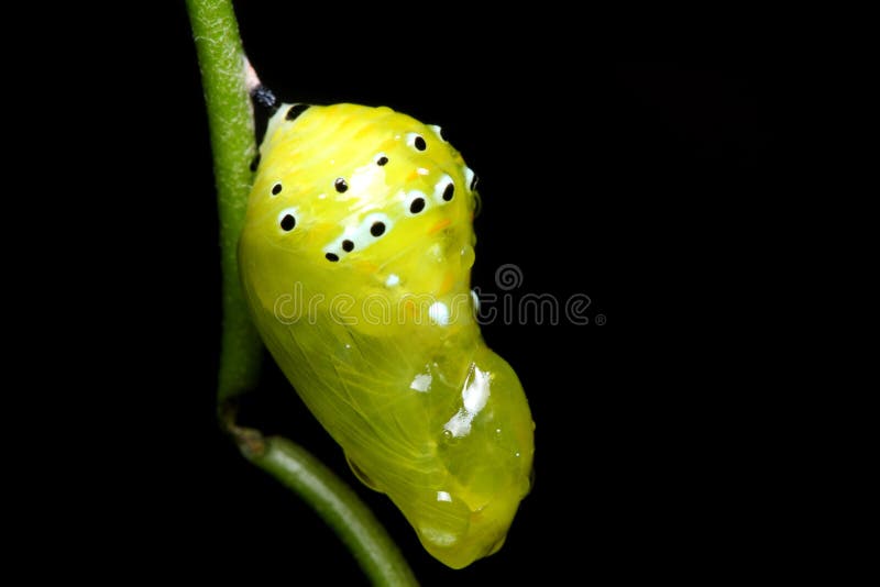 A yellow green pupa is hanging on branch.