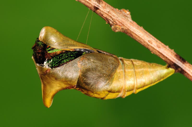 Pupa Of Butterfly, Process Of Eclosion 2/8 Stock Photo Image 28723914