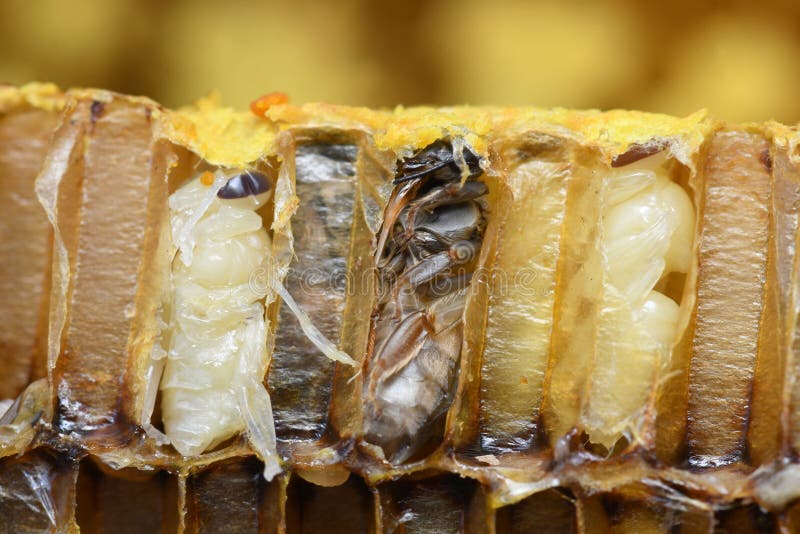 Pupa Honey Bee on beehive in Asia. Pupa Honey Bee on beehive in Asia.