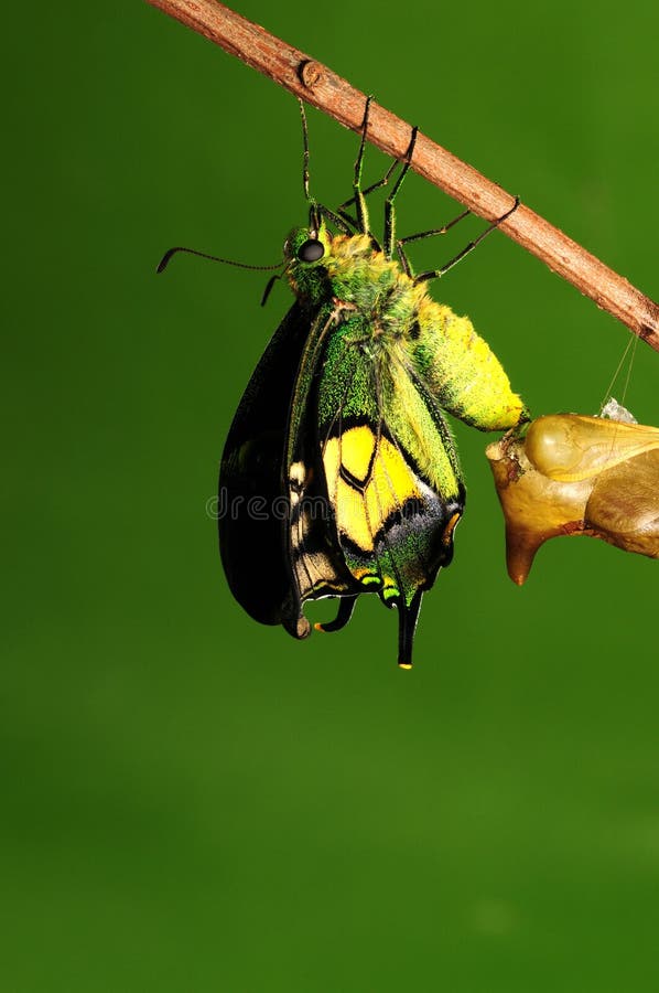 Pupa motyl, proces eclosion 6/8 zdjęcia royalty free Pupa motyl, proces eclosion 6/8 zdjęcia royalty free