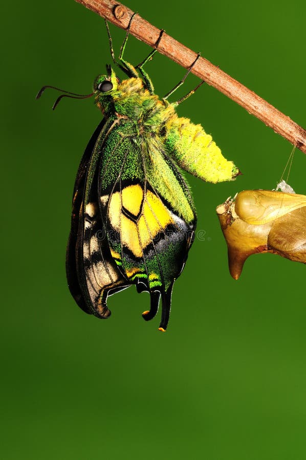 Pupa motyl, proces eclosion 7/8 obraz royalty free Pupa motyl, proces eclosion 7/8 obraz royalty free