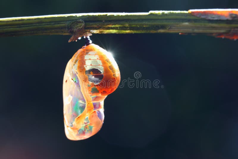 A yellow green pupa is hanging on branch.