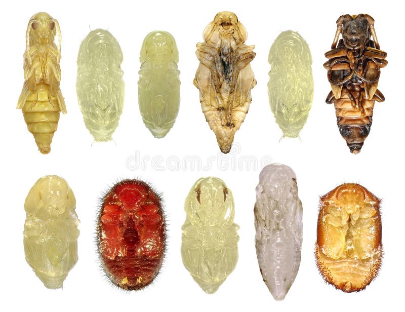 Jewel beetles stock image. Image of creature, cerambycidae 65553543