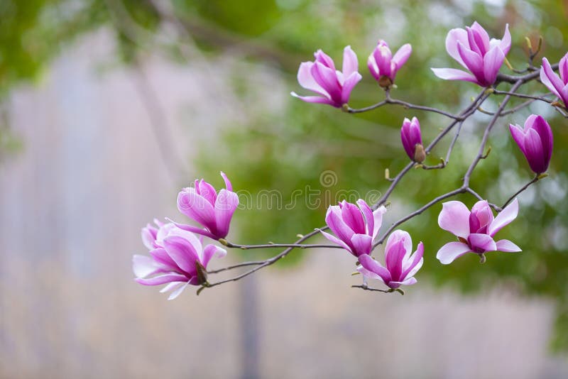 Purple Blooming Magnolia Tree in Spring Stock Image - Image of bright,  beautiful: 169740289