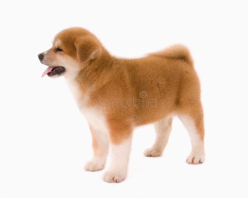 Puppie dog stock images Puppie dog stock images