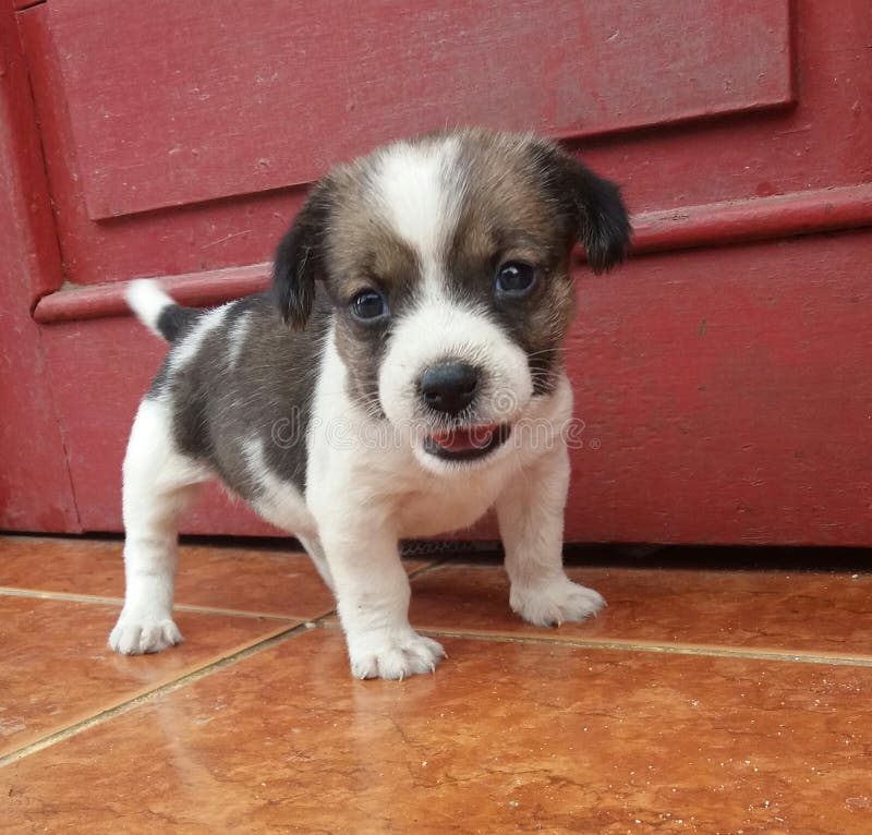 Puppie стоковые изображения Puppie стоковые изображения
