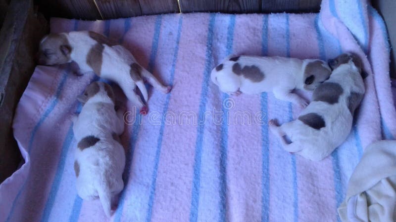 puppies immagini stock puppies immagini stock