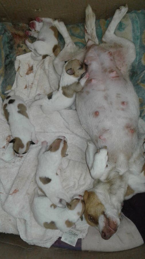 puppies fotografia stock libera da diritti puppies fotografia stock libera da diritti