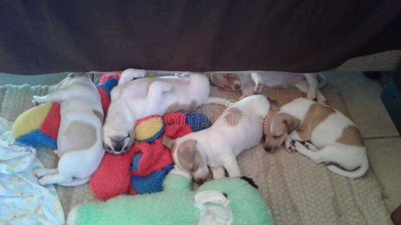 puppies fotografia stock puppies fotografia stock