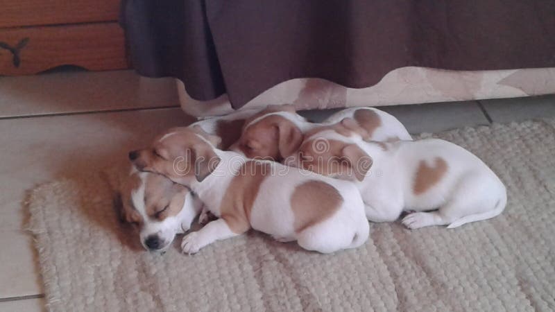 puppies immagine stock puppies immagine stock