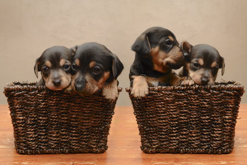 Puppies stock image