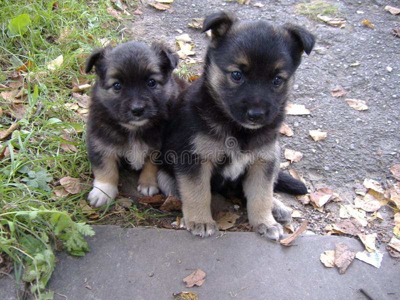 puppies fotografia stock libera da diritti puppies fotografia stock libera da diritti