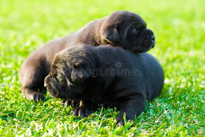 Puppies stock images Puppies stock images